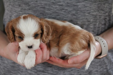 Cavaussie kennel sales